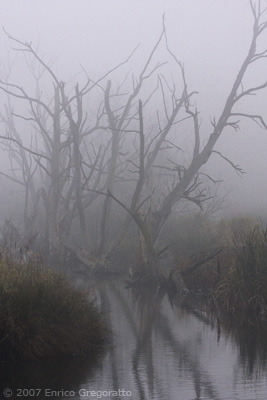 Dead Trees in Mist